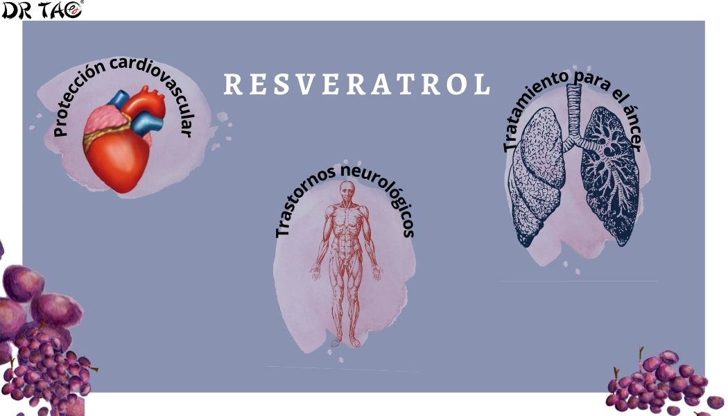 El resveratrol es un polifenol que ayuda protección cardiovascular, trastornos neurológicos y tratamientos para el cáncer.