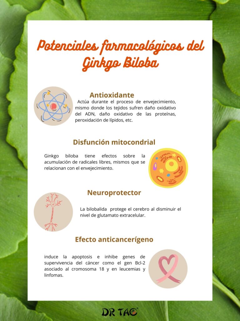 El Gingko biloba tiene efectos antioxidantes, ayuda a la disfunción mitocondrial, es neuroprotector y tiene efectos anticancerígenos.