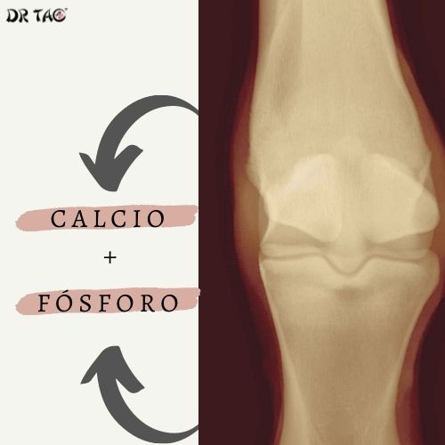Importancia del calcio y el fósforo para la salud ósea