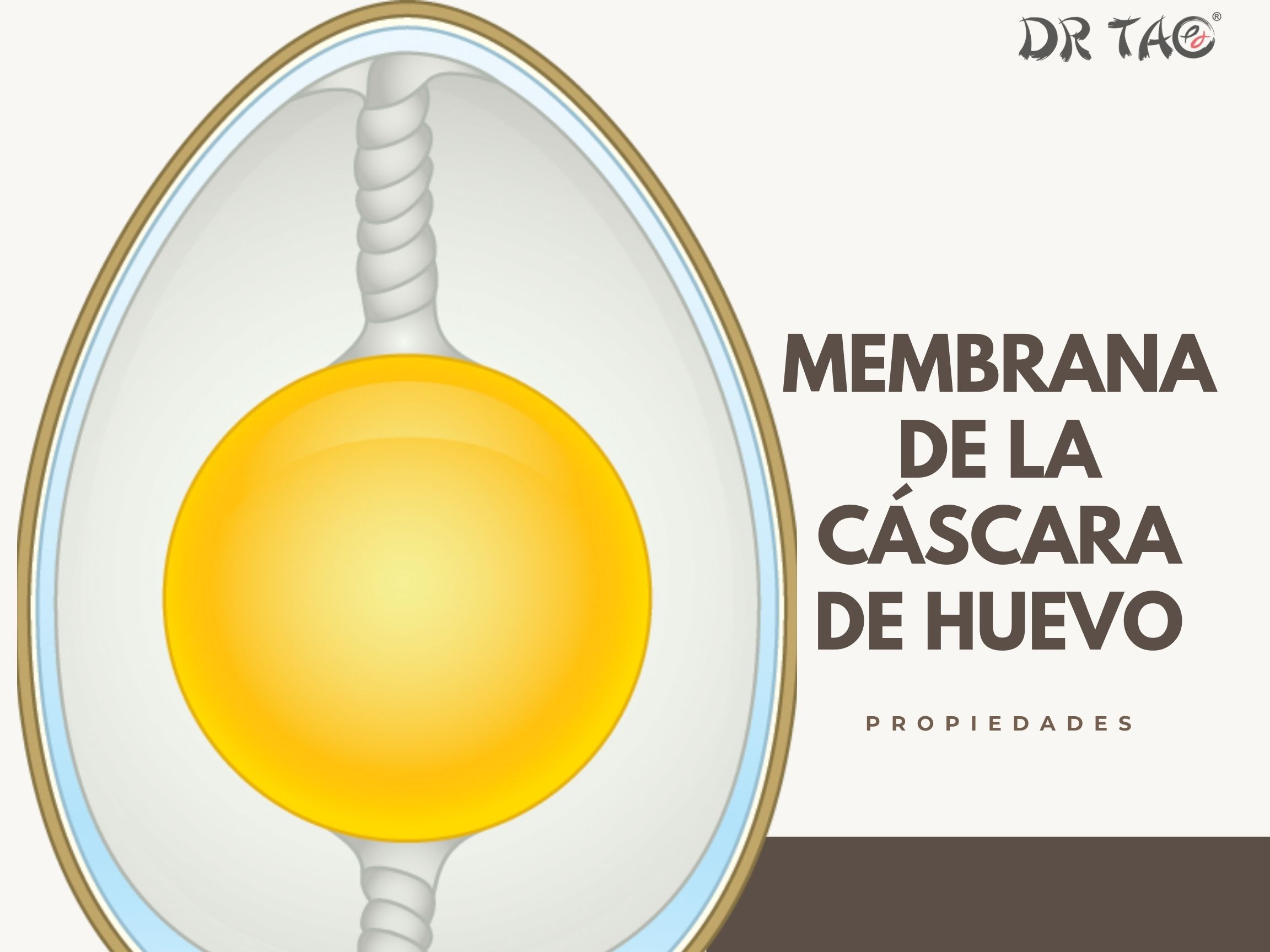 La membrana de cáscara de huevo para la piel, uñas y cabello.