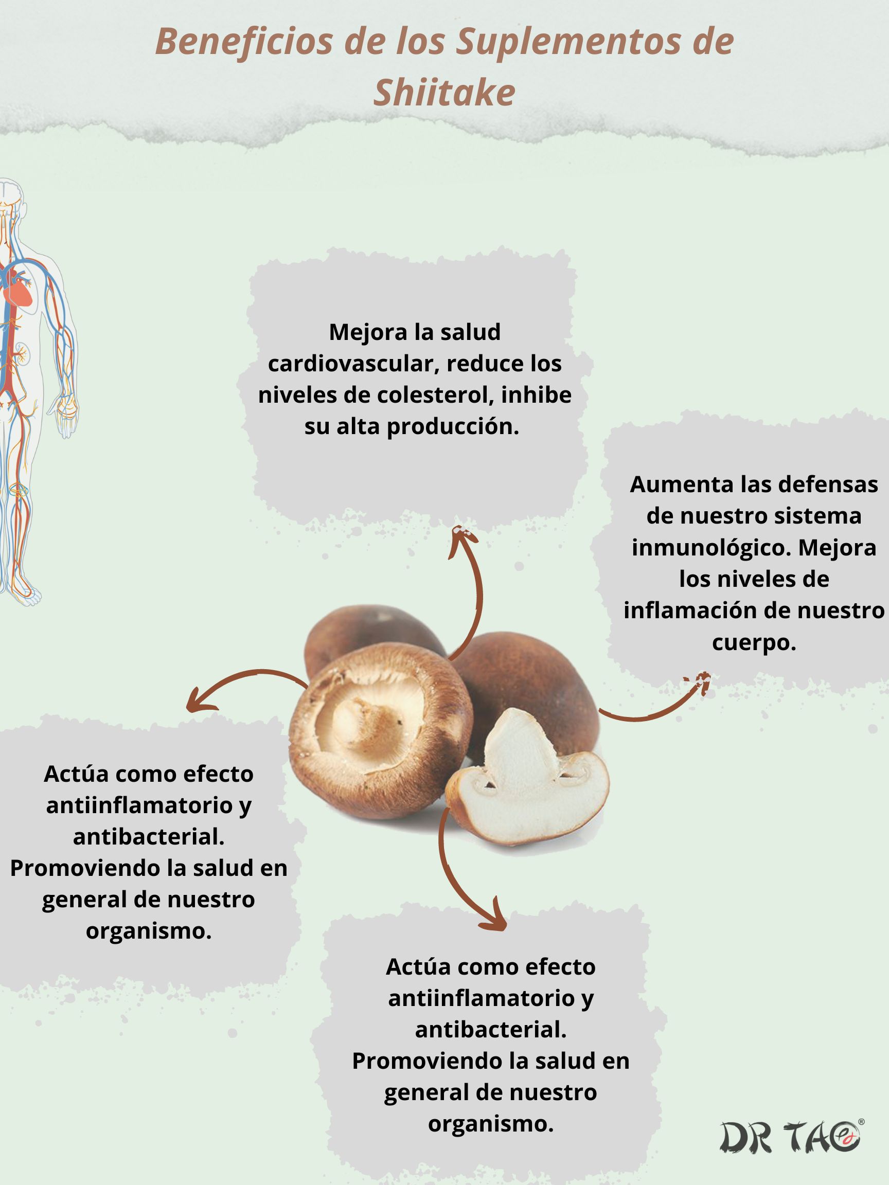 Beneficios del Suplemento de Shiitake para la salud Dr Tao