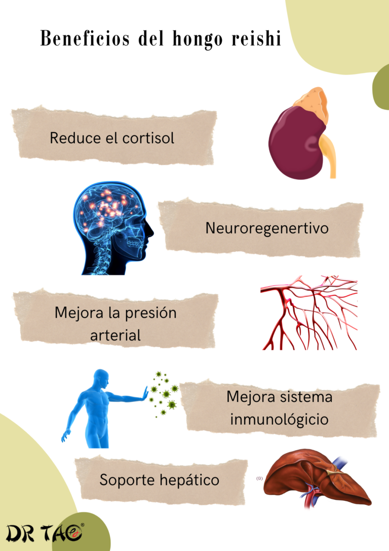 Beneficios del hongo reishi Dr Tao